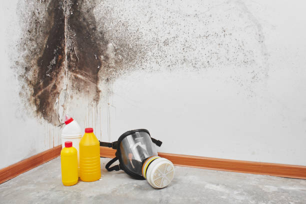Mold Testing and Removal in Chester Center, CT