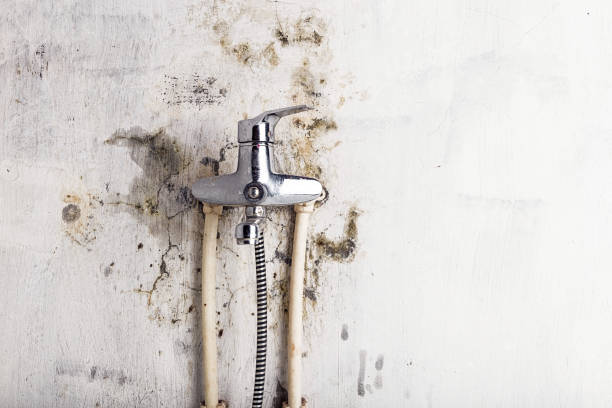 Best Toxic Mold Removal  in Chester Center, CT