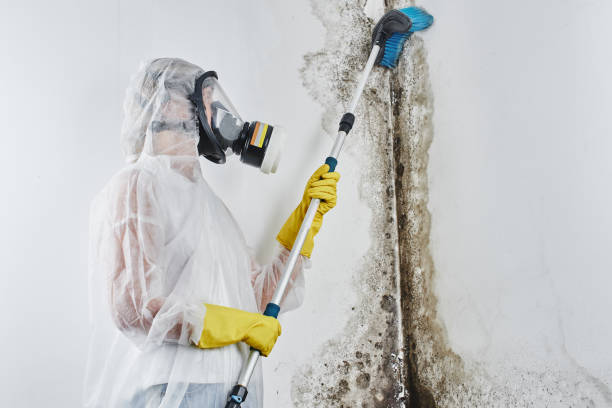 Best Fast Mold Removal  in Chester Center, CT