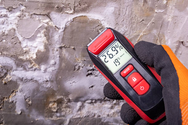 Best Professional Mold Removal  in Chester Center, CT