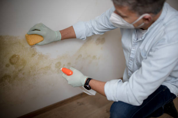 Best Black Mold Removal  in Chester Center, CT