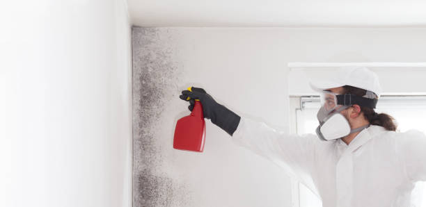 Best Same-Day Mold Removal  in Chester Center, CT