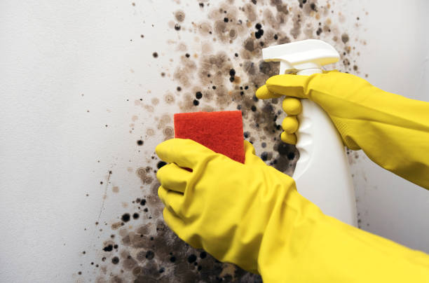Best Commercial Mold Removal  in Chester Center, CT