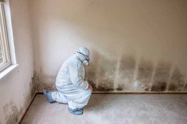 Best Attic Mold Removal  in Chester Center, CT