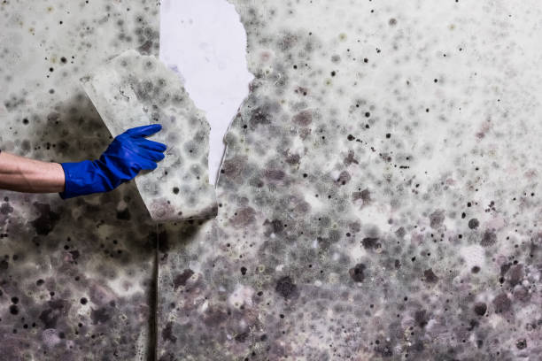 Best Mold Testing  in Chester Center, CT