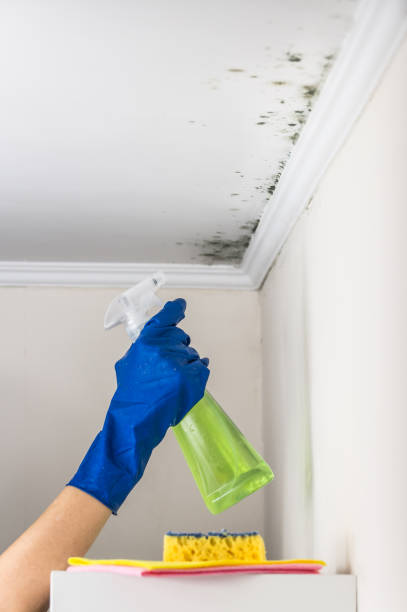 Best Crawl Space Mold Removal  in Chester Center, CT