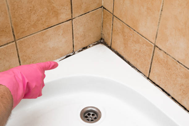 Best Affordable Mold Removal  in Chester Center, CT